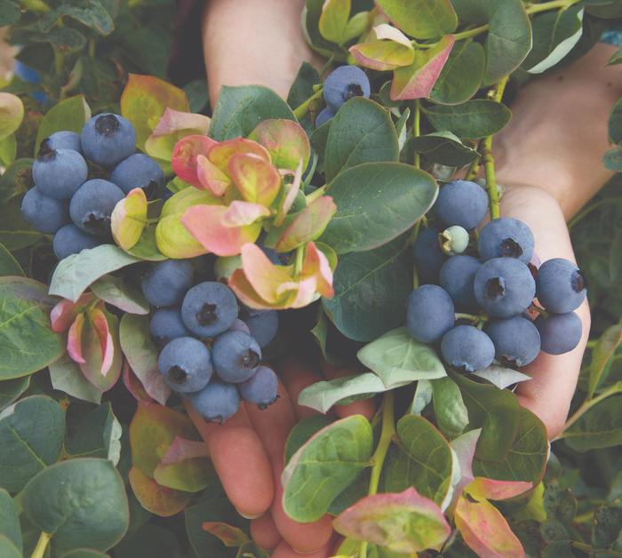 Blueberry - Vaccinium from Paradise Acres Garden Center