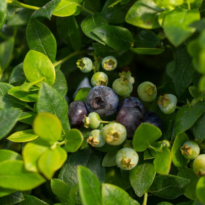 Bushel and Berry® 'Southern Bluebelle™' - Vaccinium (Blueberry) from Paradise Acres Garden Center