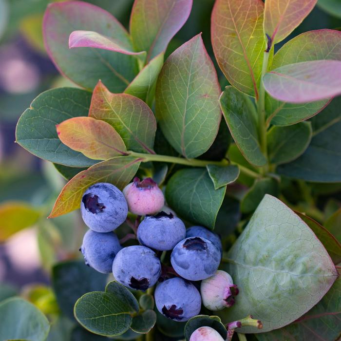 Bushel and Berry Silver Dollar - Vaccinium from Paradise Acres Garden Center