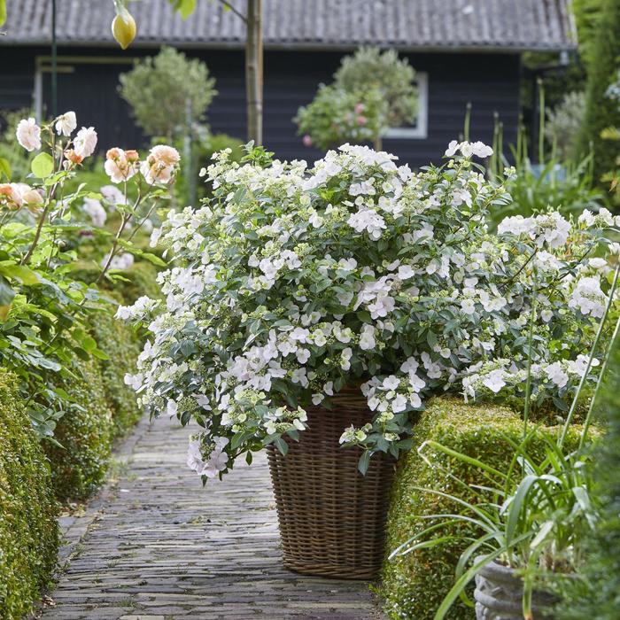 'Fairytrail Bride&trade;' Cascade Hydrangea - Hydrangea from Paradise Acres Garden Center