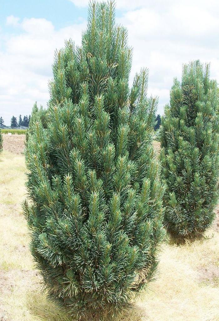 'Fastigiata' Eastern White Pine - Pinus strobus from Paradise Acres Garden Center