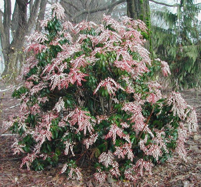 'Dorothy Wycoff' Dorothy Wycoff Pieris - Pieris japonica from Paradise Acres Garden Center