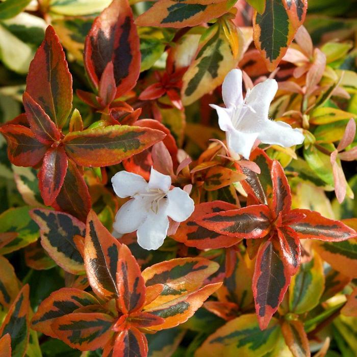 'Kaleidoscope' Glossy Abelia - Abelia x grandiflora from Paradise Acres Garden Center