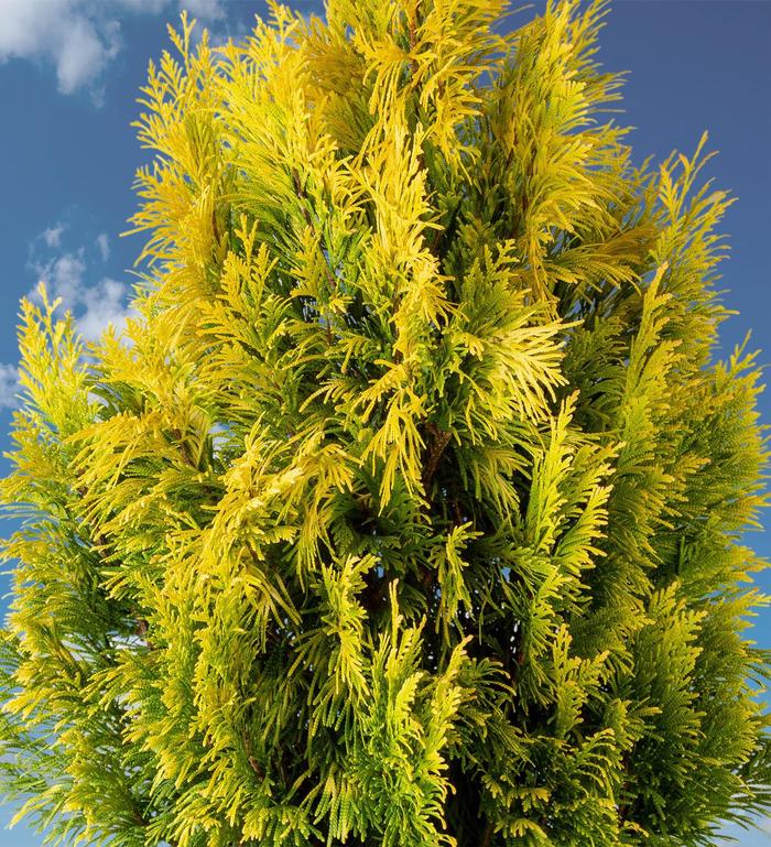 'Forever Goldy' Giant Arborvitae - Thuja plicata COPY from Paradise Acres Garden Center