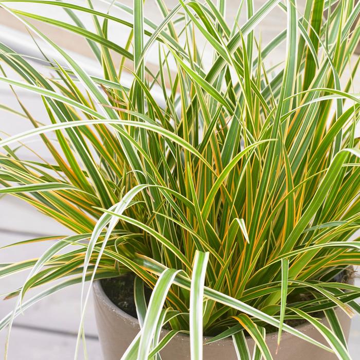 EverColor&reg; 'Everglow' - Carex oshimensis (Sedge) from Paradise Acres Garden Center