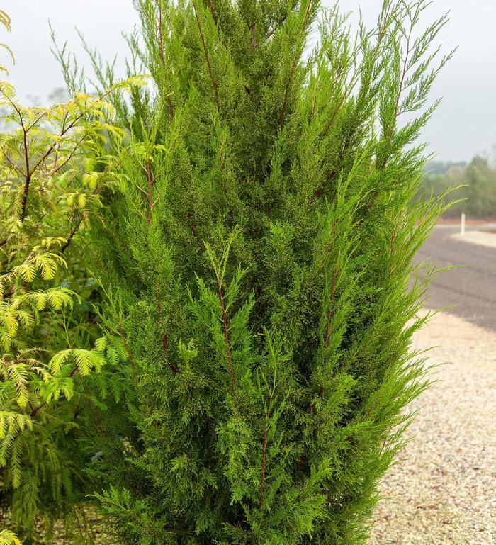 Western Red Cedar - Thuja plicata from Paradise Acres Garden Center