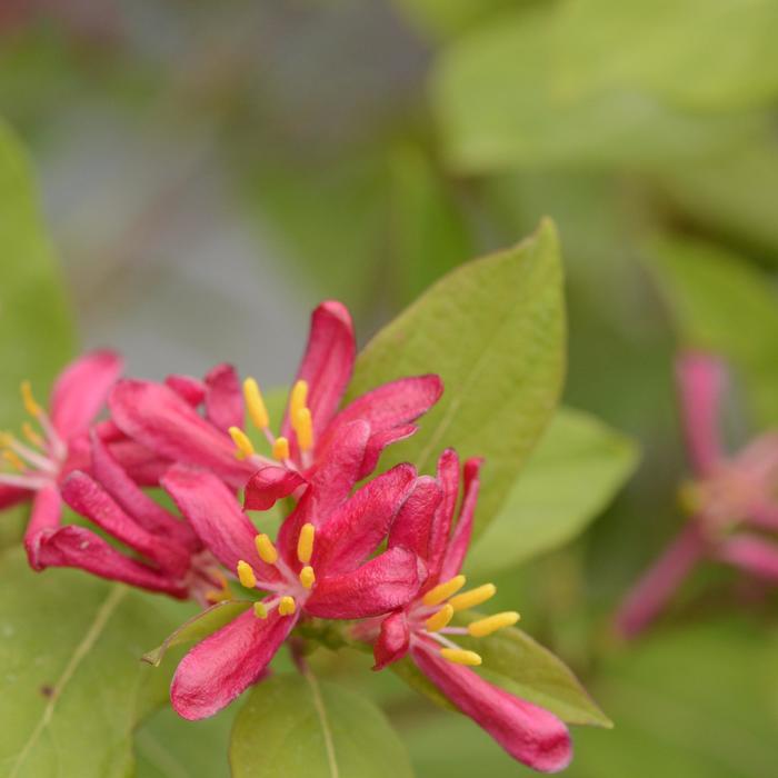 'Arnold Red' Arnold Red Honeysuckle - Lonicera tatarica from Paradise Acres Garden Center