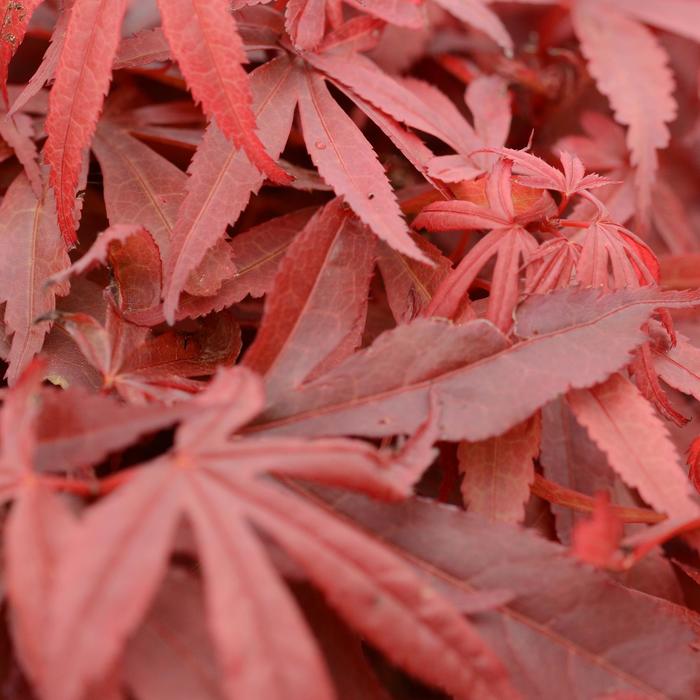 'Skeeter's Broom' Japanese Maple - Acer palmatum from Paradise Acres Garden Center