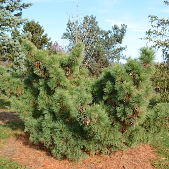 'Wiethorst' - Pinus x schwerinii from Paradise Acres Garden Center