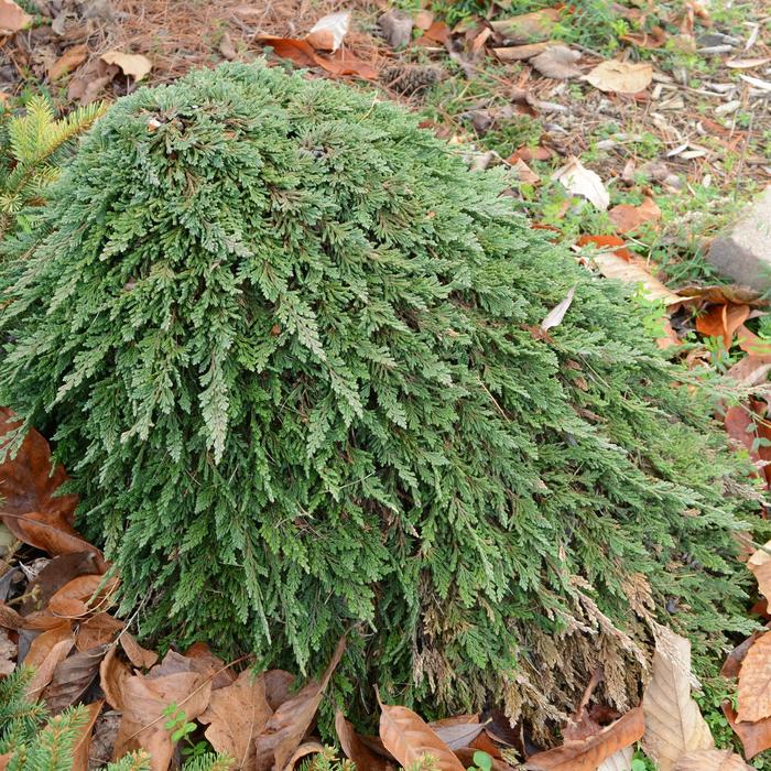 'Pancake' Creeping Juniper - Juniperus horizontalis from Paradise Acres Garden Center