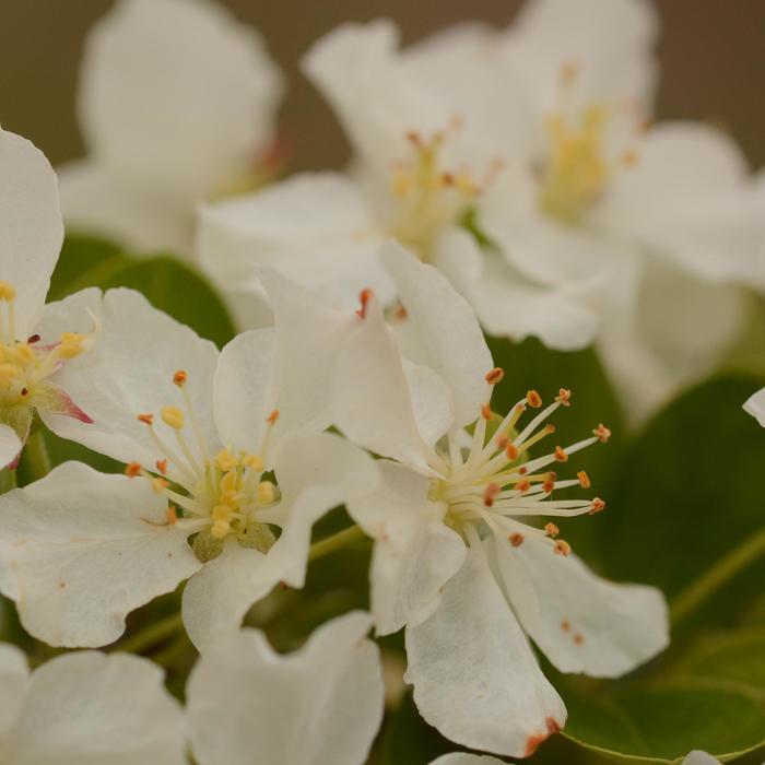 'Lollipop®' Crabapple - Malus from Paradise Acres Garden Center