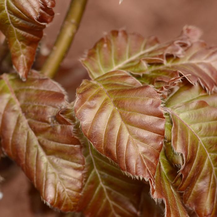 'Red Obelisk' European Beech - Fagus sylvatica from Paradise Acres Garden Center