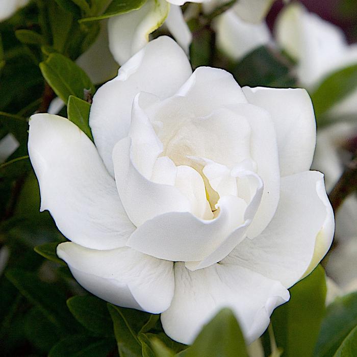 Jubilation™ - Gardenia jasminoides from Paradise Acres Garden Center