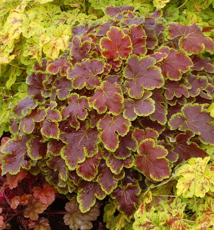 ''Solar Eclipse'' Foamy Bells - Heucherella from Paradise Acres Garden Center
