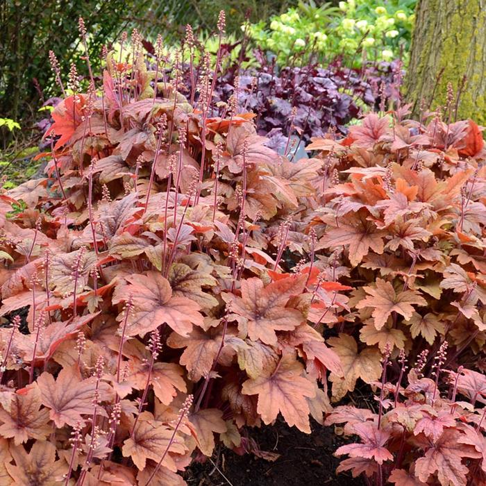 'Sweet Tea' Foamy Bells - Heucherella from Paradise Acres Garden Center