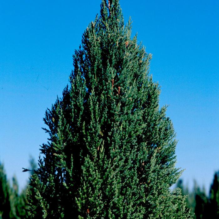 'Blue Point' Chinese Juniper - Juniperus chinensis from Paradise Acres Garden Center