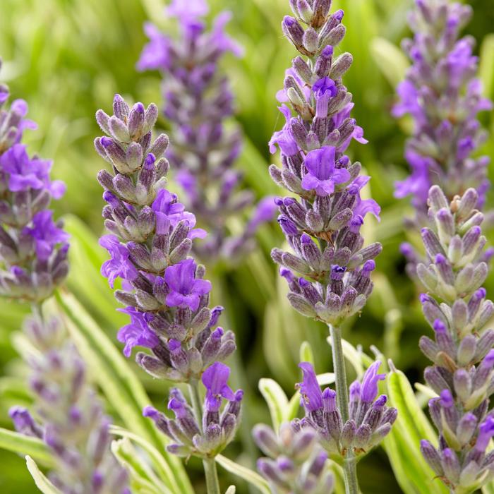 'Platinum Blonde&trade;' Lavender - Lavandula angustifolia from Paradise Acres Garden Center