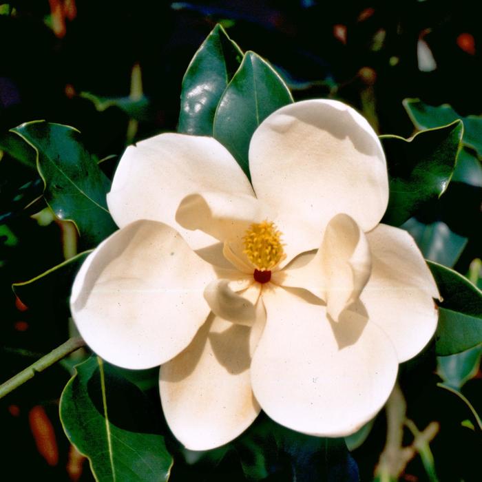 'Little Gem' Southern Magnolia - Magnolia grandiflora from Paradise Acres Garden Center