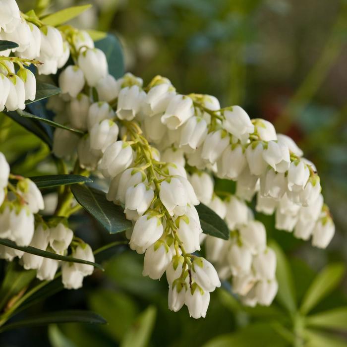 Mountain Snow&trade; - Pieris japonica from Paradise Acres Garden Center