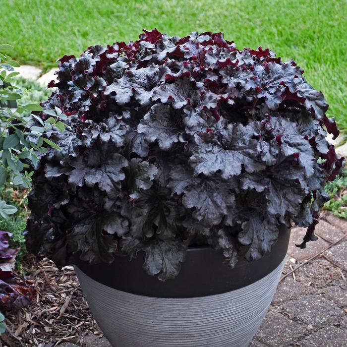 Dressed Up&trade; 'Evening Gown' - Heuchera (Coral Bells) from Paradise Acres Garden Center