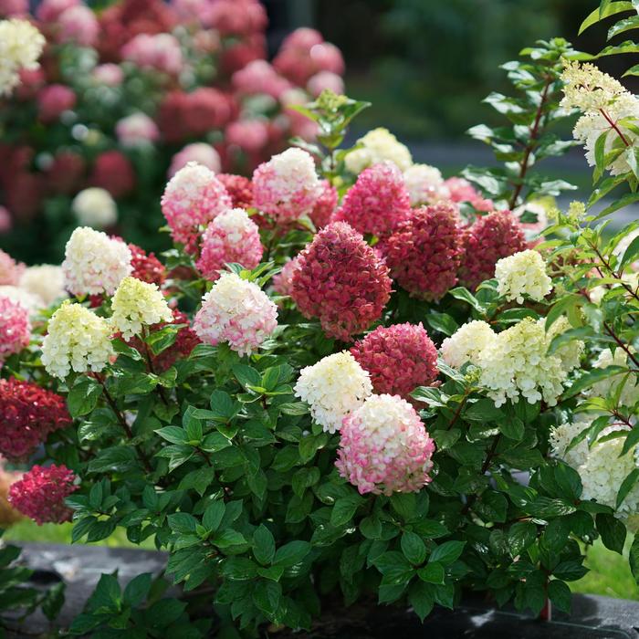 'Little Lime Punch™' Panicle Hydrangea - Hydrangea paniculata from Paradise Acres Garden Center