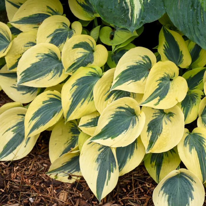 Shadowland&reg; 'Autumn Frost' - Hosta (Hosta, Plantain Lily) from Paradise Acres Garden Center