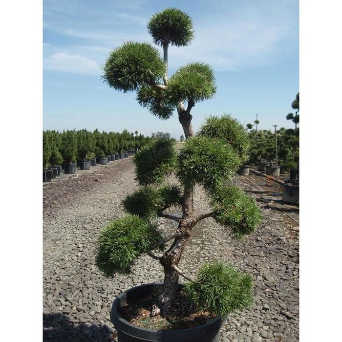 Austrian Pine - Pinus nigra COPY from Paradise Acres Garden Center