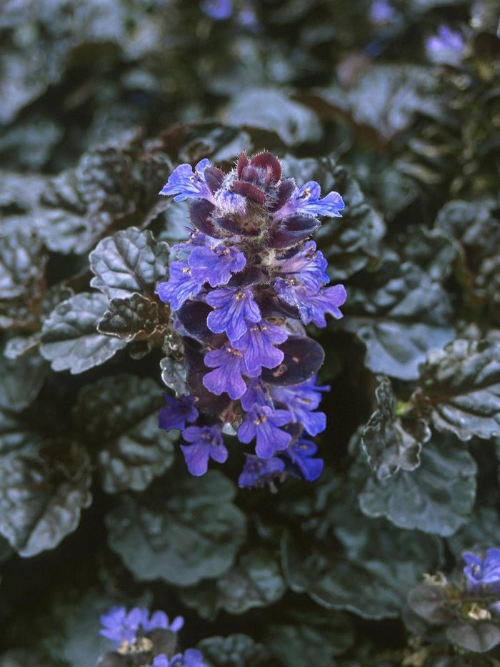 Walberton's® 'Black Scallop' - Ajuga reptans (Bugleweed) COPY from Paradise Acres Garden Center