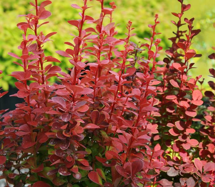 'Orange Rocket' Barberry - Berberis thunbergii COPY from Paradise Acres Garden Center