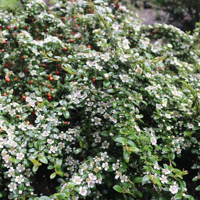 'Emerald Beauty' - Cotoneaster from Paradise Acres Garden Center