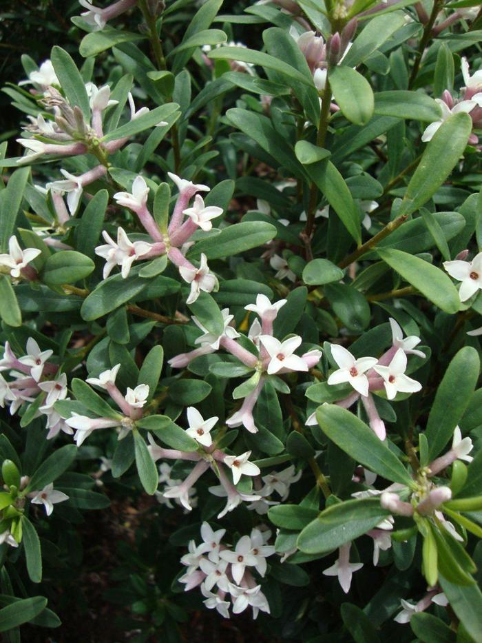 Eternal Fragrance - Daphne x transatlantica from Paradise Acres Garden Center