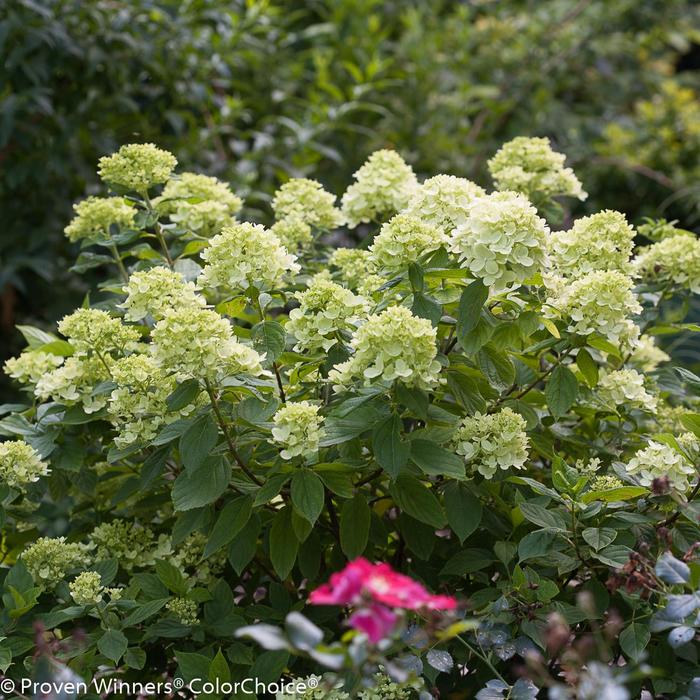 'Little Lime®' Panicle Hydrangea - Hydrangea paniculata from Paradise Acres Garden Center