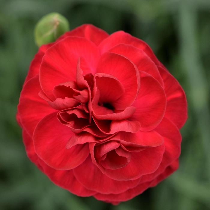 Scent First&reg; 'Passion' - Dianthus from Paradise Acres Garden Center