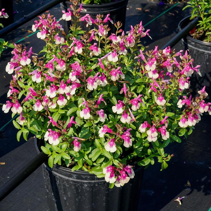 Mirage&trade; 'Rose Bicolor' - Salvia greggii (Sage) from Paradise Acres Garden Center