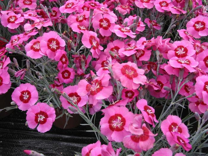 Star Single&trade; 'Peppermint Star' - Dianthus (Pinks) from Paradise Acres Garden Center