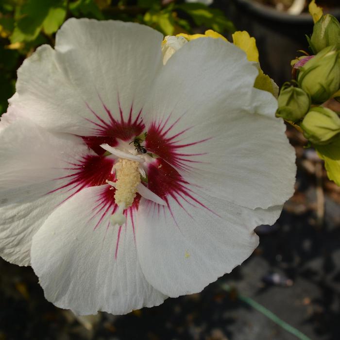 'Red Heart' Rose of Sharon - Hibiscus syriacus from Paradise Acres Garden Center