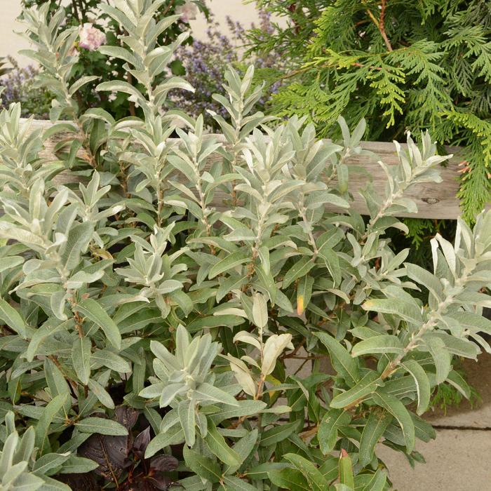 Iceberg Alley&reg; Sageleaf Willow - Salix candida from Paradise Acres Garden Center