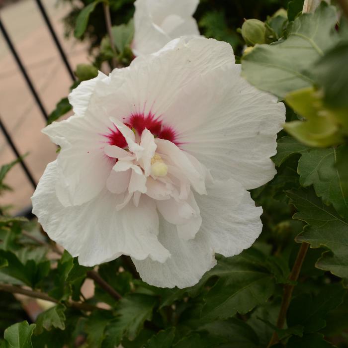First Editions&reg; 'Bali&trade;' - Hibiscus syriacus (Rose of Sharon) from Paradise Acres Garden Center