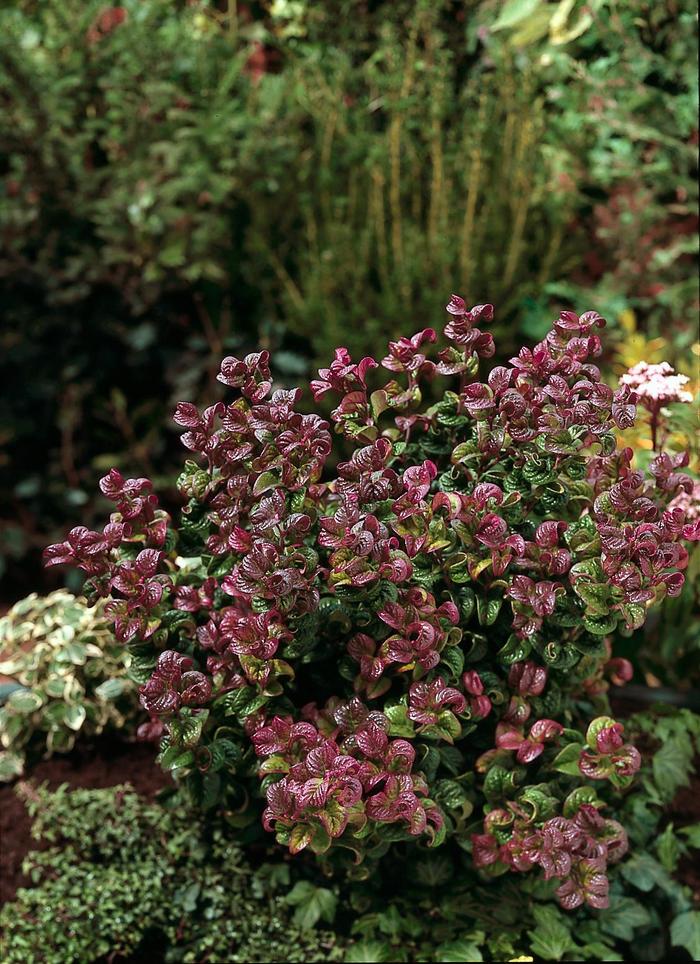 'Curly Red' Coastal Dog Hobble - Leucothoe axillaris from Paradise Acres Garden Center