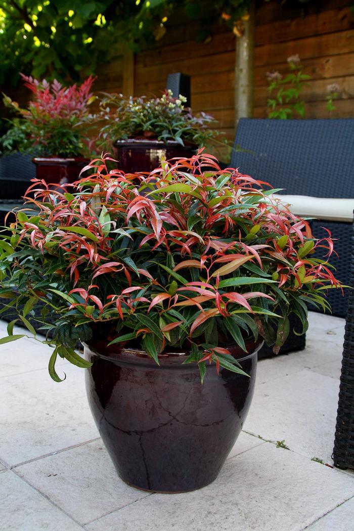 Burning Love&trade; - Leucothoe keiski from Paradise Acres Garden Center