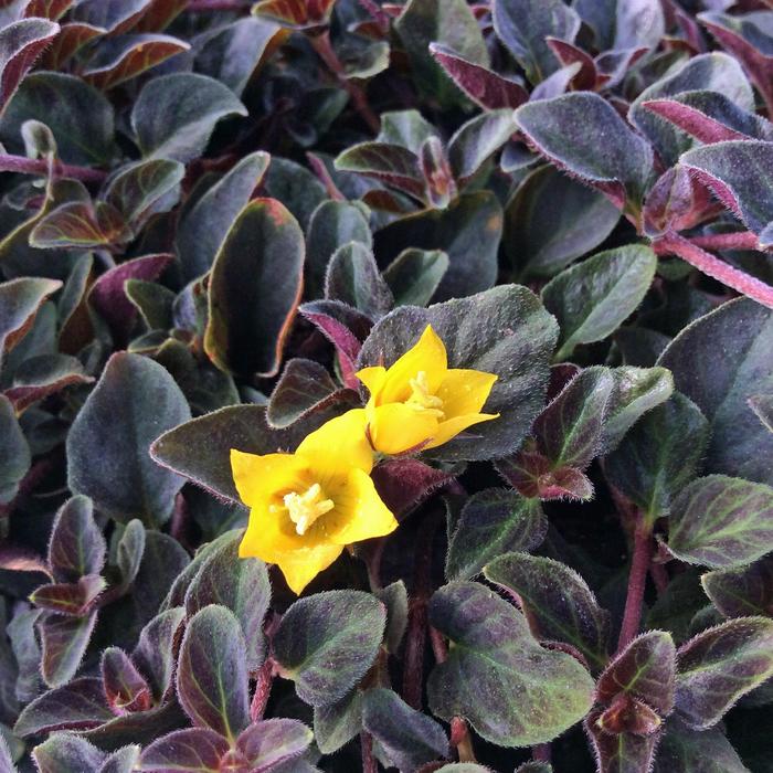 'Midnight Sun' Creeping Jenny - Lysimachia congestiflora from Paradise Acres Garden Center