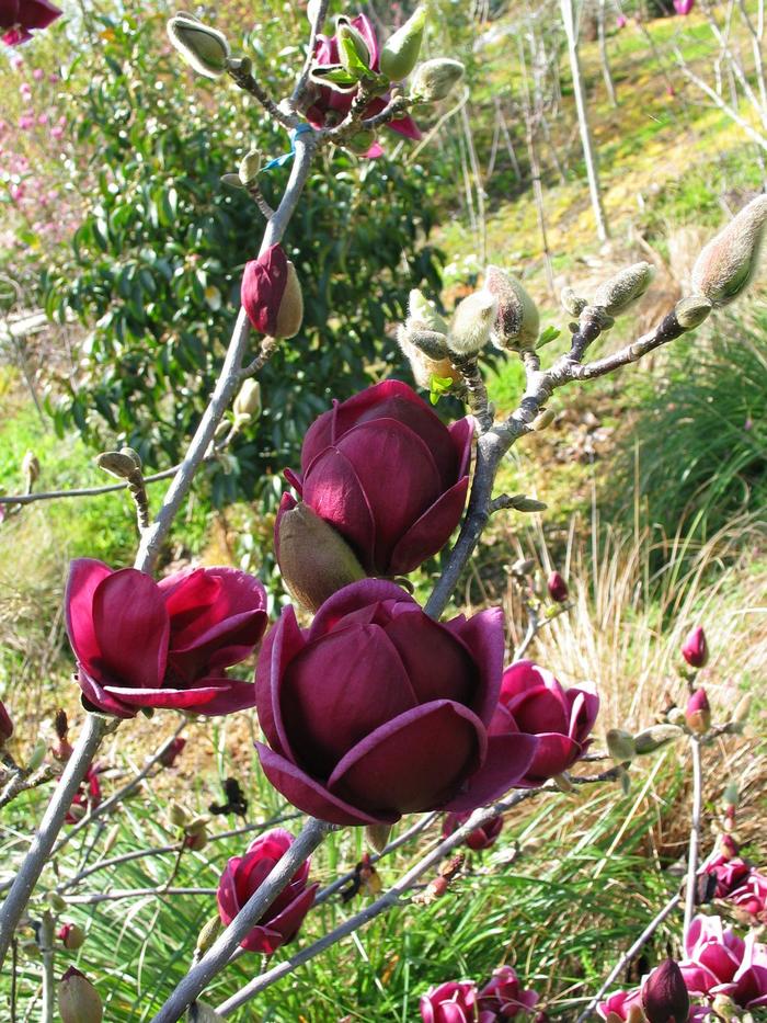 'Genie' - Magnolia from Paradise Acres Garden Center