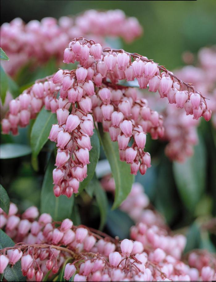 'Katsura' Lily of the Valley Shrub - Pieris japonica from Paradise Acres Garden Center