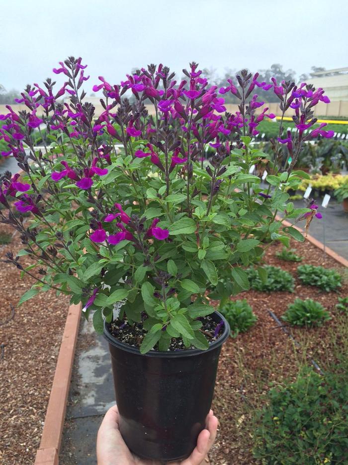 VIBE&reg; 'Ignition Purple' - Salvia x jamensis from Paradise Acres Garden Center