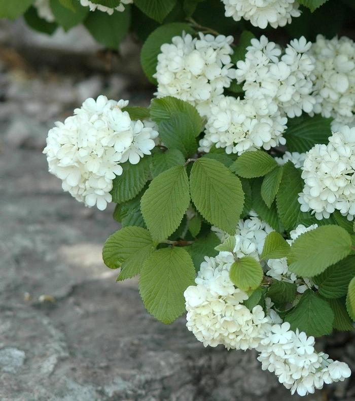 'Newport' Doublefile Viburnum - Viburnum plicatum f. plicatum from Paradise Acres Garden Center