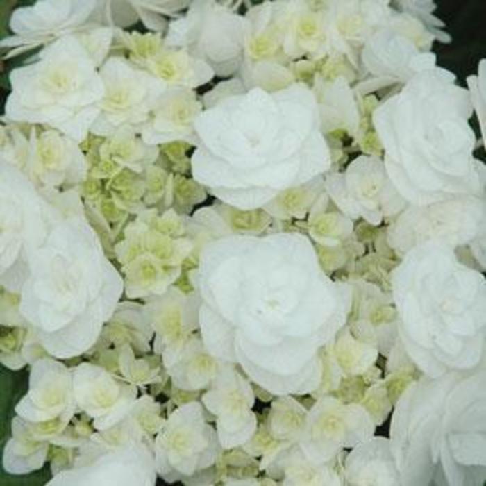 Double Delights™ 'Wedding Gown' Bigleaf Hydrangea - Hydrangea macrophylla from Paradise Acres Garden Center