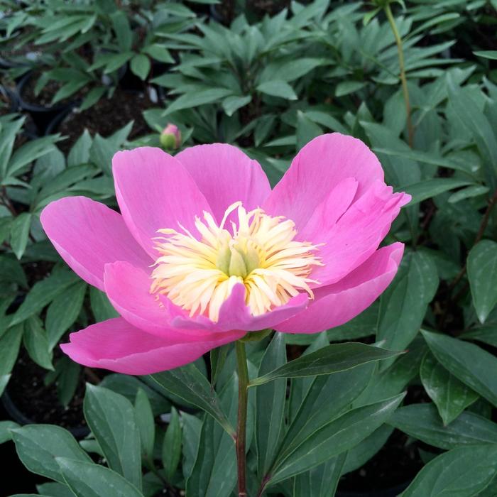 'Kiev' Patio Peony - Paeonia from Paradise Acres Garden Center