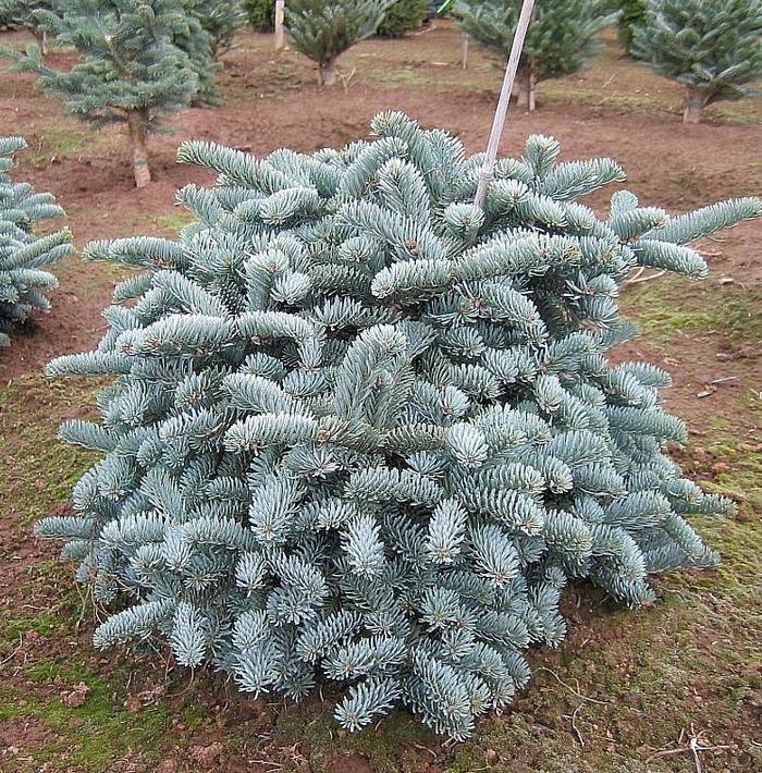 'Glauca' Noble Fir - Abies procera from Paradise Acres Garden Center