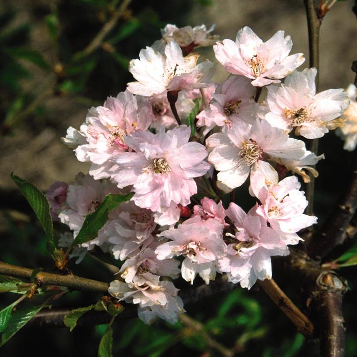 'Plena-rosea' Double Weeping Cherry - Prunus pendula from Paradise Acres Garden Center