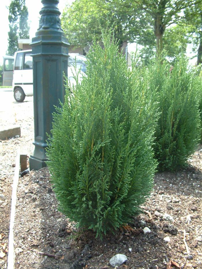 'Shorty' Leyland cypress - Cupressocyparis leylandii from Paradise Acres Garden Center